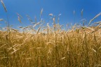 Campi di grano Campi di grano