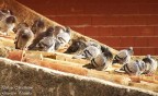 Pulizie mattutine Pulizie mattutine