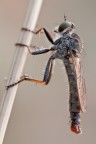 Asilide Asilide