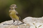 Crociere (Loxia curvirostra)