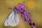 On a violet flower... On a violet flower...