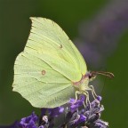 Gonopteryx rhamni
