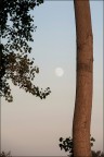 Bisbigli alla luna... Bisbigli alla luna...