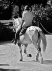 Al trotto - PRIMI SCATTI FULL FRAME Al trotto - PRIMI SCATTI FULL FRAME