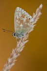 Polyommatus coridon Polyommatus coridon