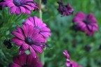 fiori fiori