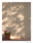 All'ombra All'ombra