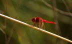 ( Sympetrum sanguineum)