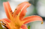 Hemerocallis Fulva Hemerocallis Fulva