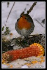 Pettirosso intento ad avvicinarsi ad una gustosa pannocchia, unica possibilit� di cibarsi dopo una gelida nevicata
Canon EOS 300D con EF 100-400L a 400 mm