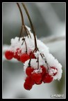Bacche innevate Bacche innevate