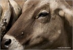 Ritratto animale Ritratto animale