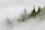 Misty Magic Forest Misty Magic Forest
