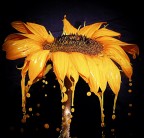 l'effetto delle goccie  non � stato creato con photos.. ma con acqua dello stesso colore del fiore e tanta pazienza.. con photos sono stati aggiustati i livelli e contrasto spero vi piaccia