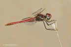 sympetrum fonsolombii maschio