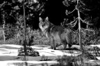 Wolf Wolf