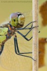 Sympetrum pedemontanum Sympetrum pedemontanum