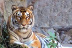 Tigre Siberiana Tigre Siberiana