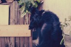 "fissa lo sguardo del tuo cane e tenta ancora di af "fissa lo sguardo del tuo cane e tenta ancora di af