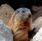 Marmotta ai piedi del Sella
