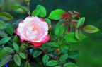 son tornate a fiorire le rose son tornate a fiorire le rose