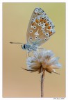 Lycaenidae Lycaenidae