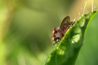 Macro Macro