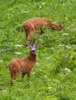 Bambi & Faline Bambi & Faline