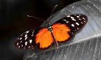 Farfalla Farfalla