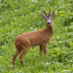 Arrivederci, o forse addio.