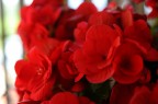 rosso rosso