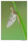 Effimera Effimera