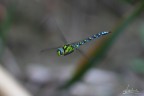 libellula libellula