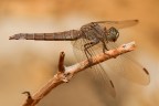 Orthetrum coerulescens