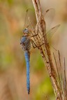 Orthetrum coerulescens