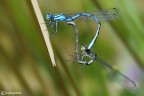 Mating Mating