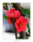 Primavera
