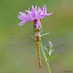 Sympetrum striolatum