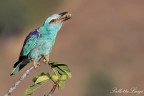 Ghiandaia marina (Coracias garrulus) Ghiandaia marina (Coracias garrulus)