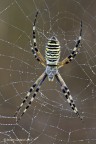 Argiope e rugiada