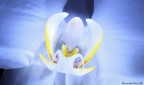 Orchidea Orchidea