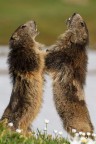 Giochi tra marmotte Giochi tra marmotte