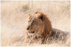NMB|etosha - THE KING 8
