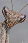 Alien Alien