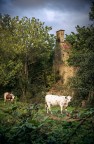 Carolina's Garden