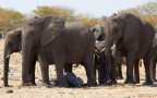 Namibia -  Etosha 2012. Canon EOS 7D + 70/300 L IS

Ho decine di foto fatte agli elefanti mentre interagiscono tra di loro. Questa con il piccolino (veramente tanto piccolo) che riposa beato "all'ombra" della mamma mi � sembrata un po' diversa, anche se di minor effetto rispetto a tante altre che ho scattato.