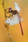 Sympetrum fonscolombii - maschio Sympetrum fonscolombii - maschio