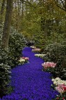 Flower river Flower river