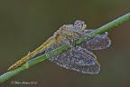 Imperlata Imperlata