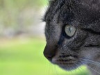 Ciccio Ciccio